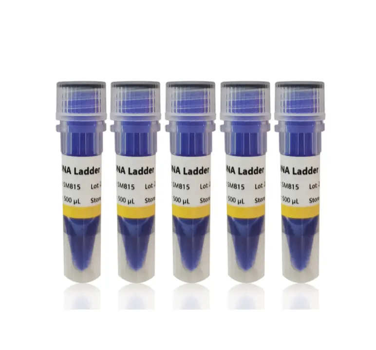 100 bp DNA Ladder