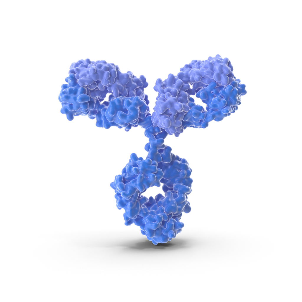 KEAP1 antibody - 100µg